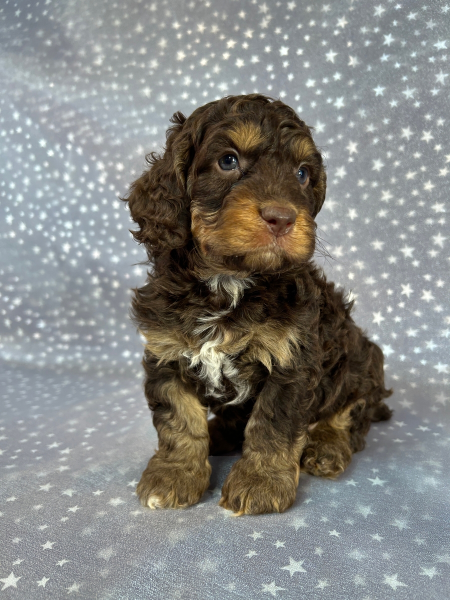 Professionally Bred Chocolate and Tan F1 Male Cockapoo Puppy for Sale in Iowa, DOB 4-2-2025, $950